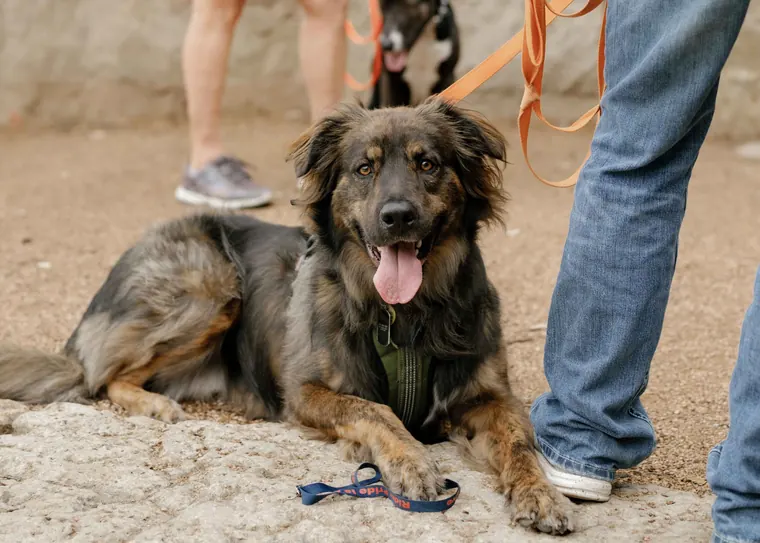 A relaxed dog lying calmly beside its handler